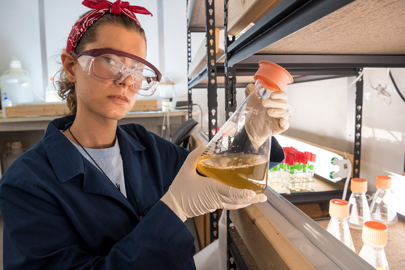 Gretchen Johnson, College of Earth, Ocean & Environment is a summer researcher stuyding the regulation of an enzyme in a harmful algal bloom species under Professor Kathy Coyne’s mentorship. 