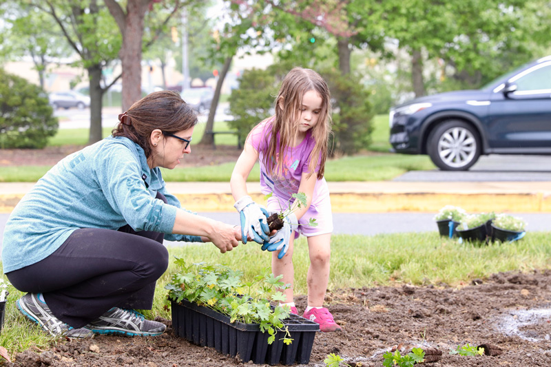 2019-05-04 | CANR_Extension_Edible-Food-Forest The student-designed edible forest garden, also known as a "food forest," is located on the Children's Campus at the University of Delaware where it will provide outdoor educational opportunities and lessons on sustainable food systems for children in preschool through eighth grade. On Saturday, May 4, 2019, student and community groups came together to plant various edible species on sites throughout the campus. The garden will be tended by summer interns who will also work to develop nature-based curriculum to be used in the garden to encourage scientific observation and discovery.
Interns -
Jenna Simons, senior, CEOE
Eduardo Limon-Cortez, first year, CANR
