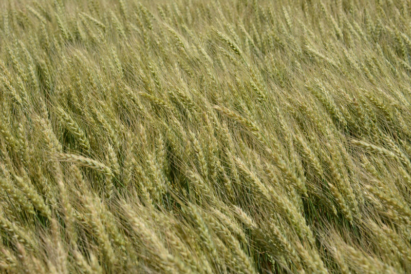 Proximity Malt - Barley Tour Barley Farm Tour - Proximity Malt