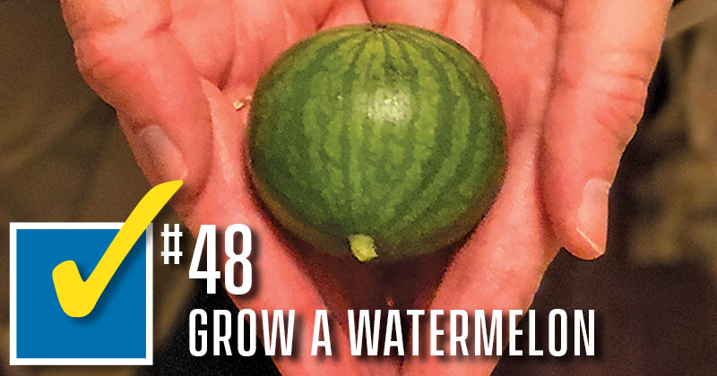 bucket list item no. 48 - grow a watermelon