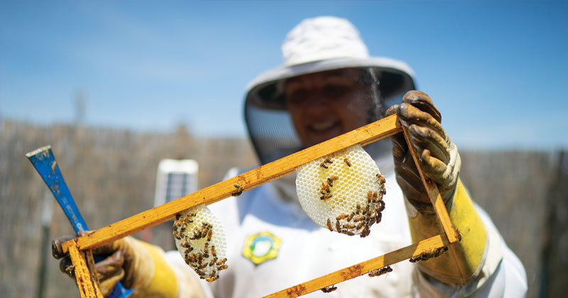 Christina Fabris Beekeeper Christina Fabris dressed in bee keeping gear