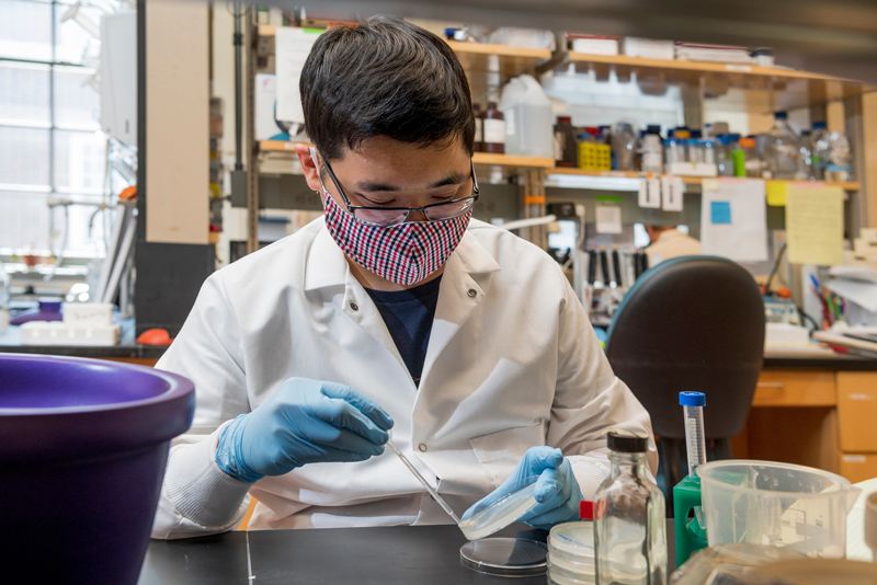 Biology graduate student Andy Lam works on collecting samples of DNA for isolating C.eleganes in Dr. Jessica Tanis’ lab in Wolf Hall, July 2nd, 2020. 