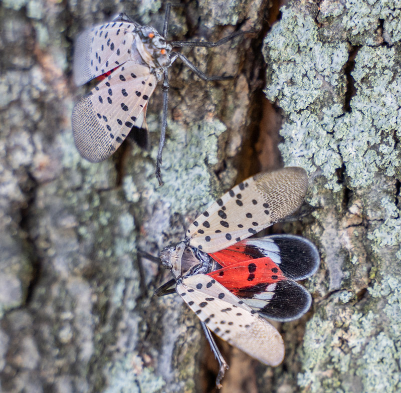 Spotted Lanternfly Hits New Stage: How To Spot The Pests In MD