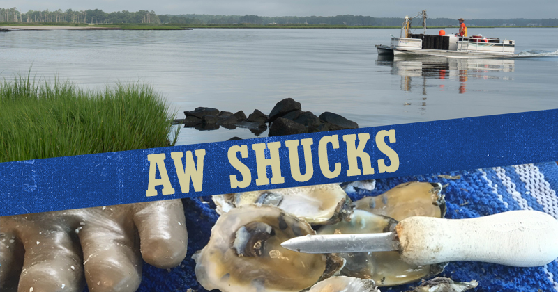 Aw Shucks - an oyster boat in the bay on top and oysters being shucked on a table cloth below