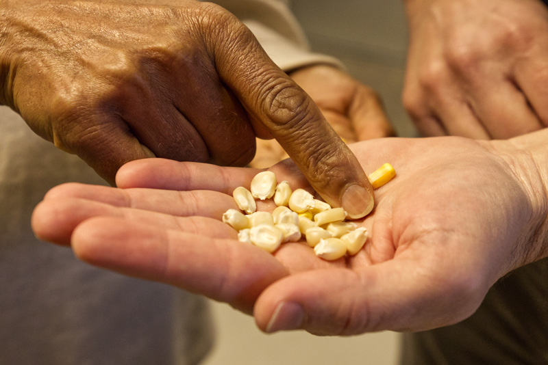 Randy Wisser & Tecle Weldekidman choose seeds for a maize (corn) genome study