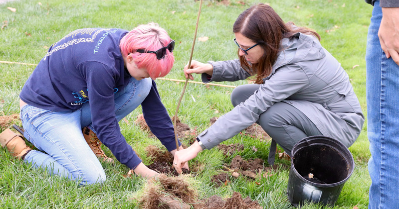 Students in Dr. Tara Trammells Urban Forestry class (PLSC367) plant a new type of elm tree in order to study hardiness against Dutch Elm Disease. with Vince Dimico