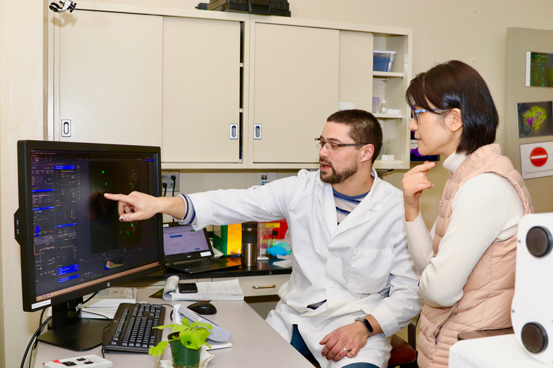 Gabriel Robles Luna and Dr. Jung Youn Lee discuss lateral root structues and the role proteins play in their development.