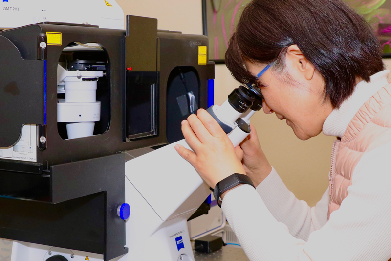 Gabriel Robles Luna and Dr. Jung Youn Lee discuss lateral root structues and the role proteins play in their development.