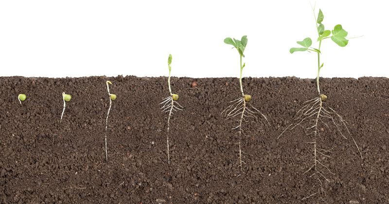 stages of pea growth