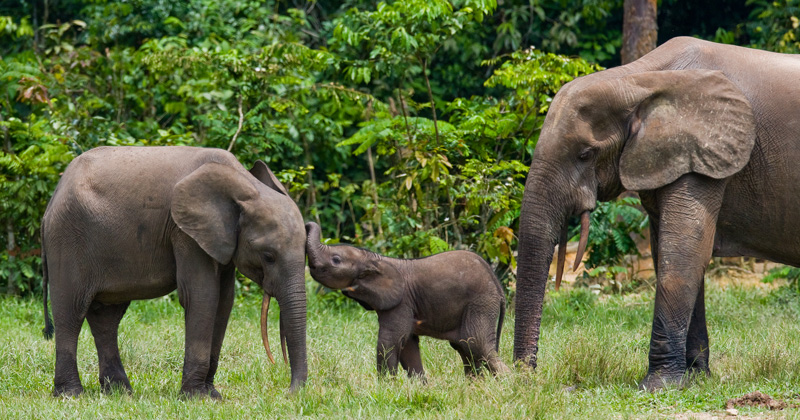 Group of forest elephants in the forest edge. Republic of Congo. Dzanga-Sangha Special Reserve. Central African Republic. An excellent illustration.