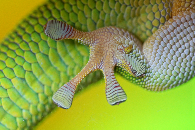 Name: Madagascar day gecko