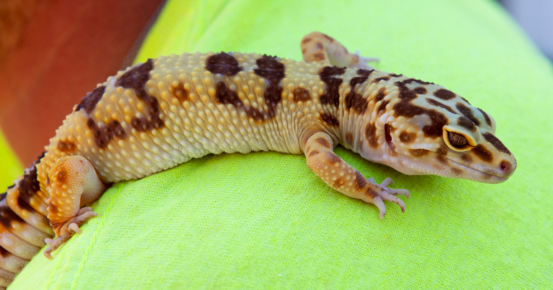 David Burris, Engineering is doing research with cartilage which has the same “feel” as geckos do when helping them climb. 