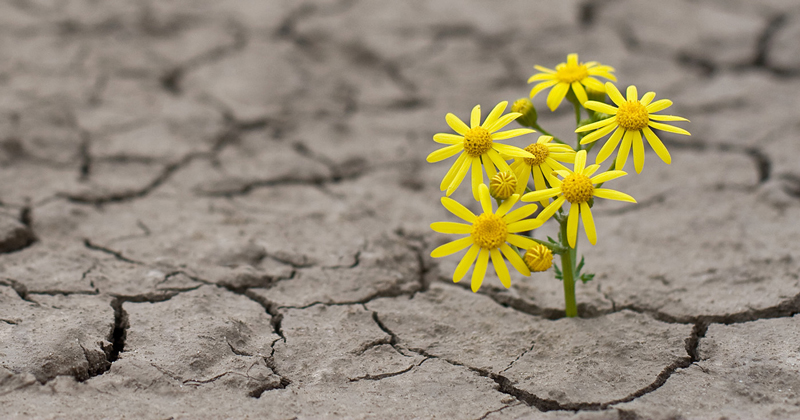 Horizontal side view of a lonely yellow flower growing on dried cracked soil