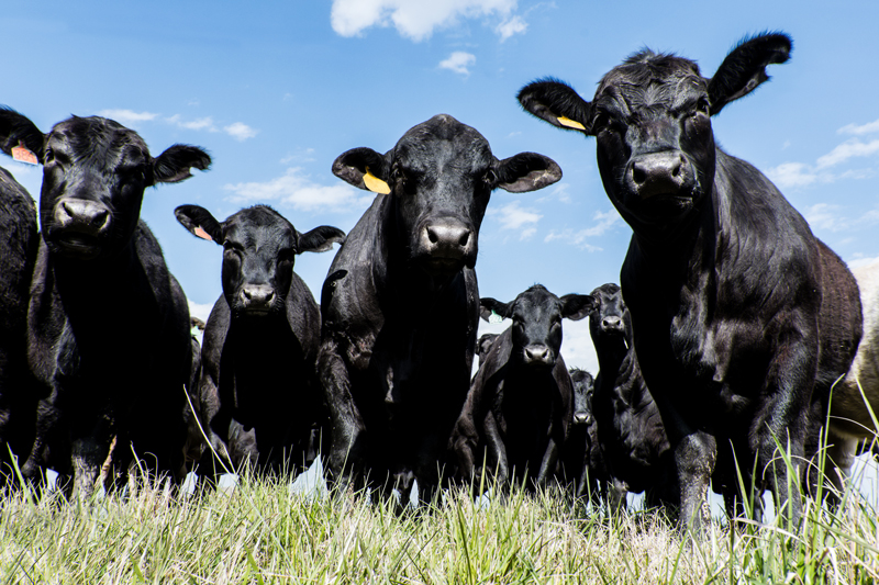 932074532 Black Angus bull and heifers shot close up from a low angle with blue sky background
