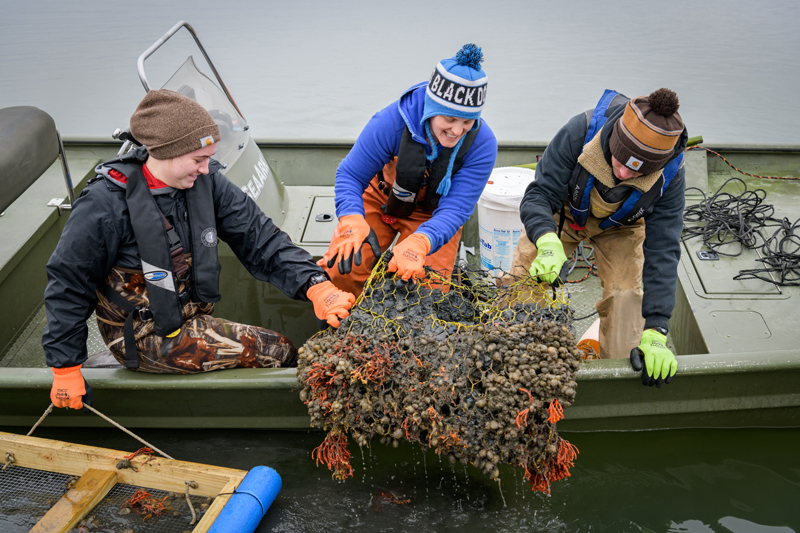 Graduate students, faculty, and staff with the College of Earth, Ocean, and Environment and Delaware Sea Grant working in Rehoboth Bay to clean up to clean up "ghost" (derelict and abandoned) crab pots which litter the floor of the Bay. A previous survey found over 300 pots which have been lost or abandoned that can nevertheless still trap and kill wildlife that come across them, as well as pose a risk to boaters and swimmers. Once the pots have been removed from the bottom they are cleaned up and made available for repair and reuse or broken up and recycled.