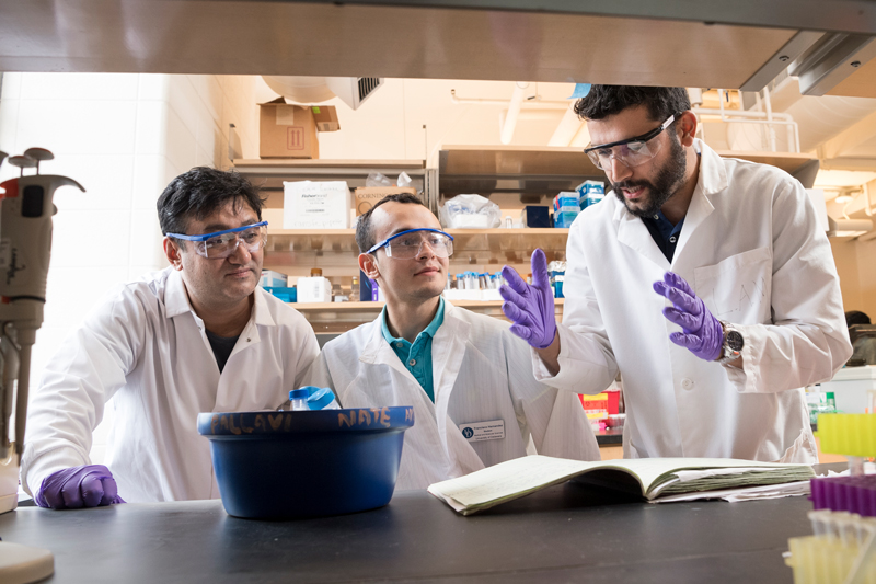 Graduate and undergraduate mentoring in Dr. Salil Lachke’s lab in Wolf Hall. Graduate students Sanjaya Shrestha (gray shirt on left) and Sandeep Aryal (navy shirt on right) work with Frankie Hernandez (teal shirt in middle) with research.