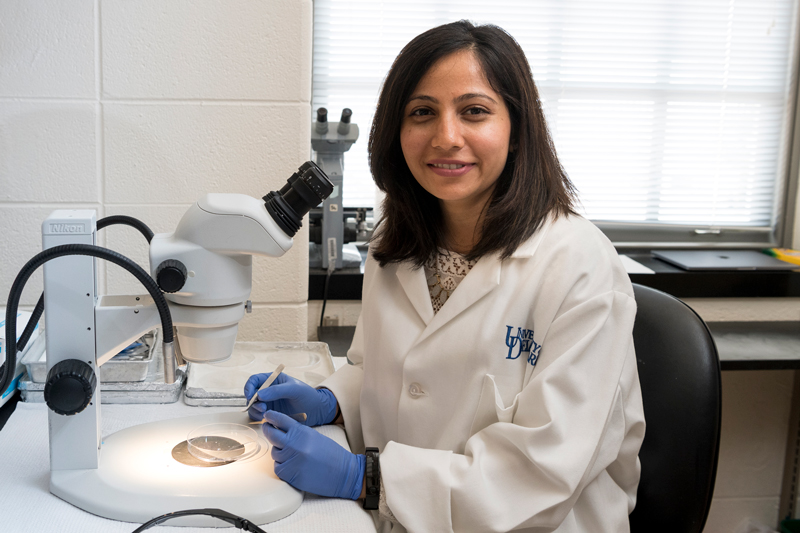 Graduate & Undergraduate Mentoring in Salil Lachke's Lab Graduate and undergraduate mentoring in Dr. Salil Lachke’s lab in Wolf Hall. Student Shaili Patel looks at a sample under a microscope.
