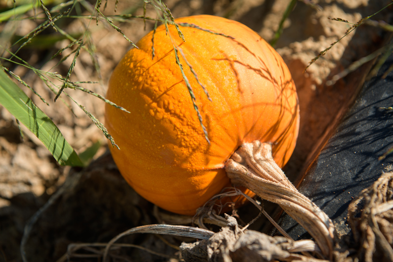 Pumpkins and fall gourds in a field on the UD Farm.