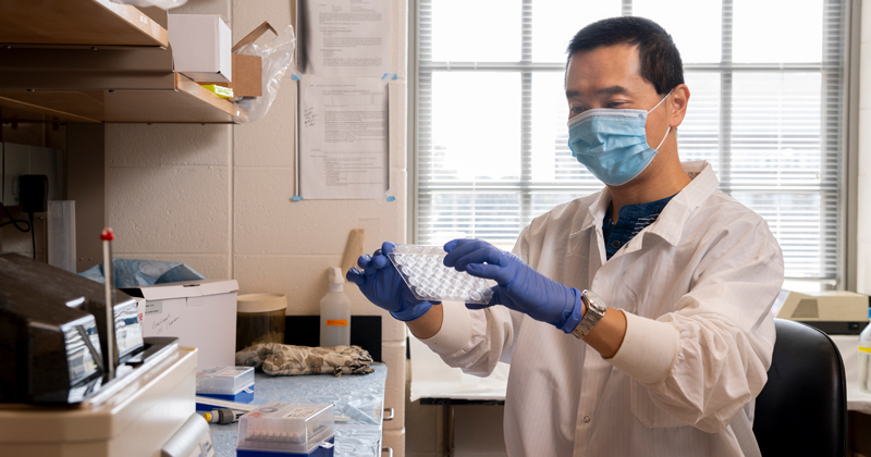 Dr. Shuo Wei has just received a $1.6 million dollar grant from the NIH to study facial developmental disorders that cause such things as cleft palates.  He works with frogs to see how early these developments start developing in feteses.  