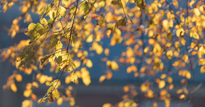 Campus-Fall-111021 Campus-Fall-111021