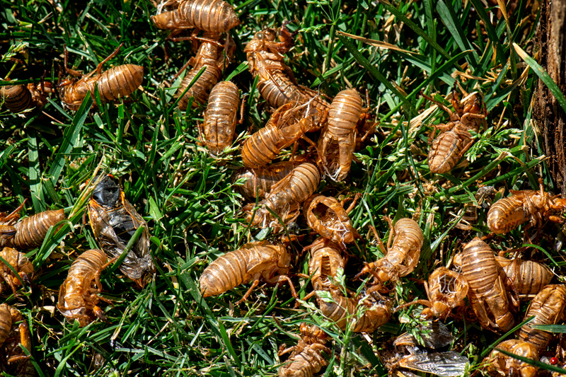 17 yr cicadas on Old Oak rd