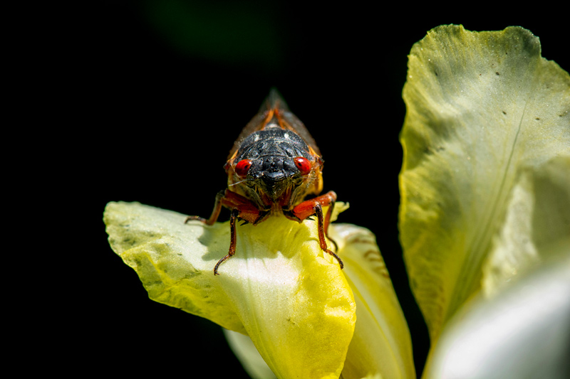 17 yr cicadas on Old Oak rd