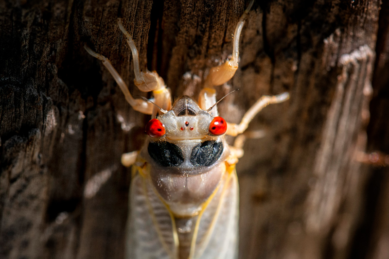 17 yr cicadas on Old Oak rd