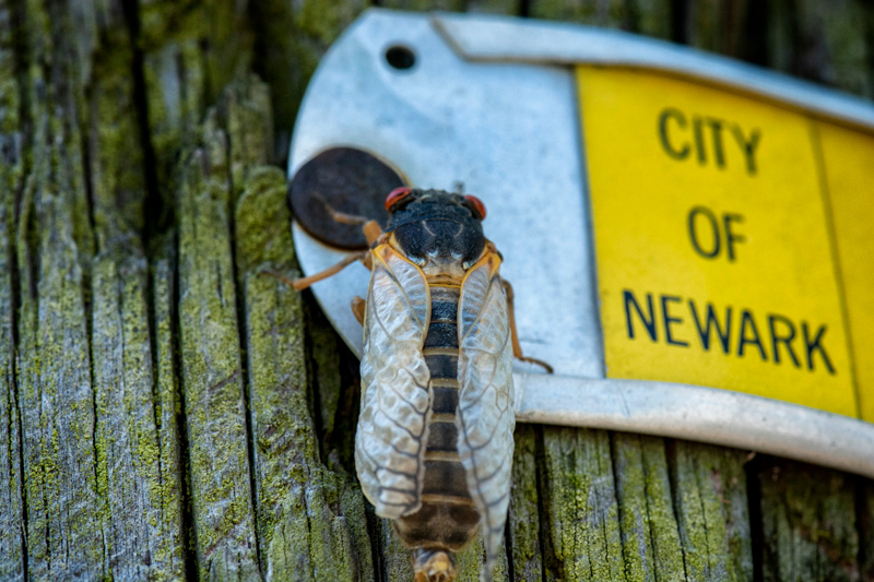 17 yr cicadas on Old Oak rd