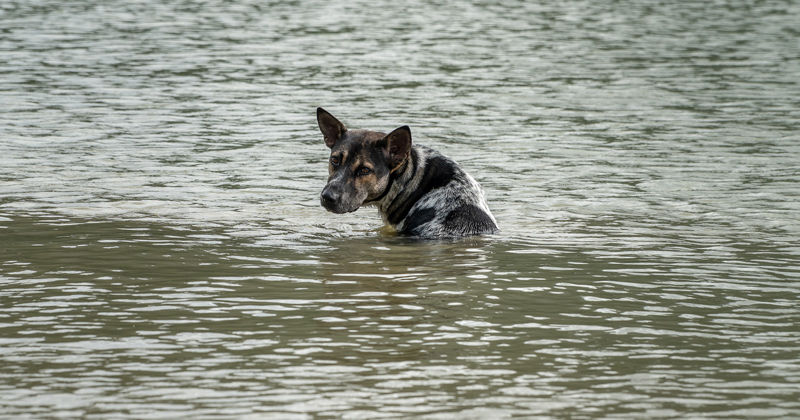 1163553754 A stray dog sits alone in the flood. Don't abandoned.