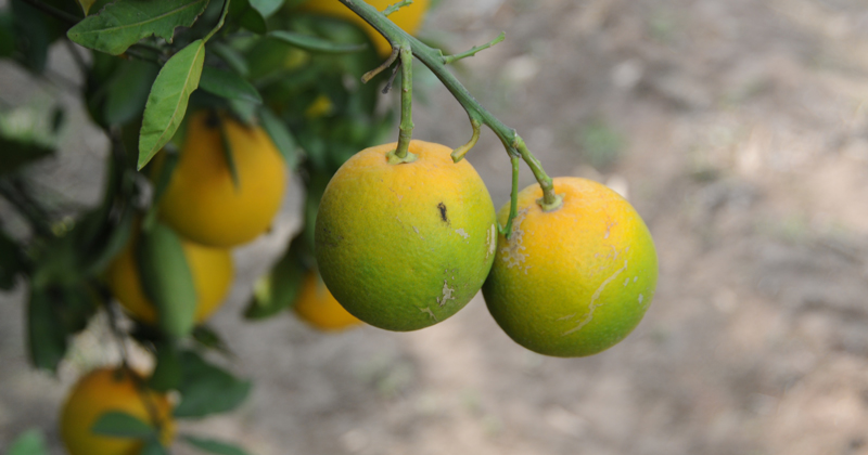 Huanglongbing, also known as citrus greening, causes color inversion on fruit in Texas.  
USDA photo by David Bartels