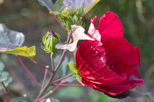 UD Botanic_Gardens-flowers