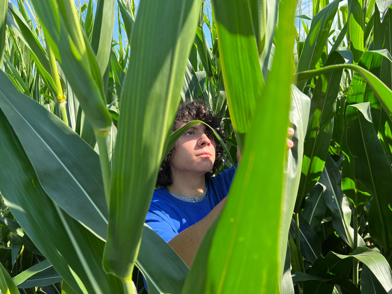 UD student Aaron Doll examines a stand of corn growing at the UD Warrington Farm after learning about pest and disease research.