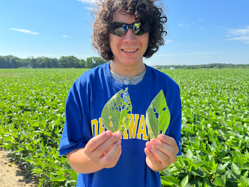 Aaron Doll at a recent tour of UD Warrington Farm in Harbeson, Delaware, where doctoral student Maddle Henrickson gave Doll a lesson in leaf damage. Which is from a Japanese beetle? (Answer: the leaf on the left).