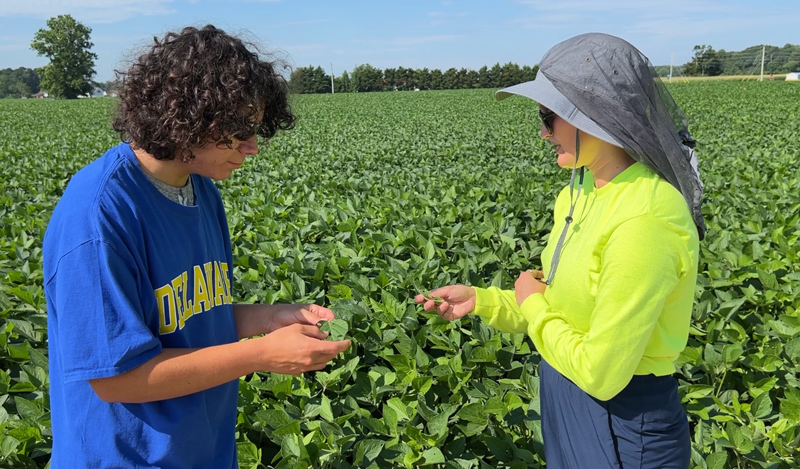 UD doctoral student Maddle Henrickson (right) shows soybean leaf damage to undergraduate student Aaron Doll.