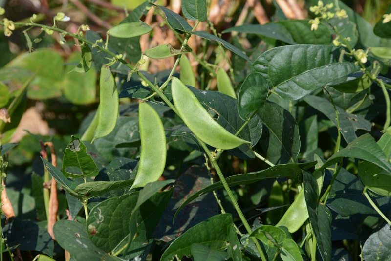 The lima bean is the most widely planted vegetable crop in Delaware, accounting for some 14,000 acres of plantings across the state. 