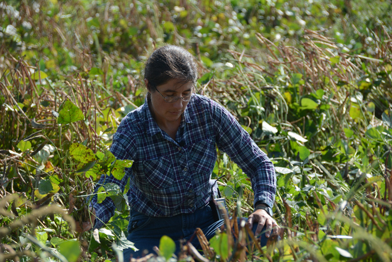 “Anything we can do to increase heat tolerance and plant better adapted varieties just expands our range of production climates and timelines, and ultimately provides better access to healthy produce,” Emmalea Ernest said.