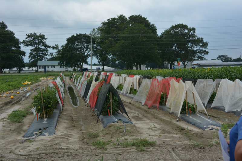 Ernest and Johnson are testing heat mitigation tools that can be applied in the field like shade cloth (pictured here), particle film and solar panels.