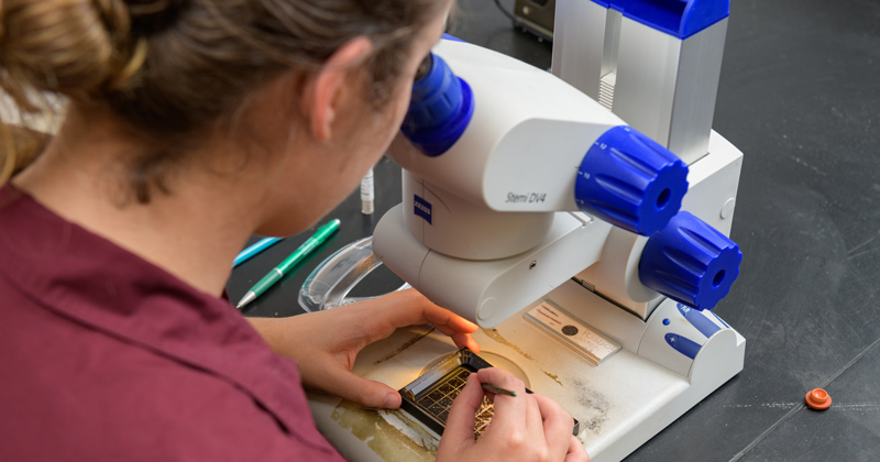 Hundreds of undergraduate students spend their summers in the lab and in the field, gaining significant experience in research with faculty mentors. In this photo from the summer of 2021, Erin Leathrum, an honors marine science major, is studying microscopic organisms called foraminifera, which live in intricate calcium carbonate shells in the ocean.