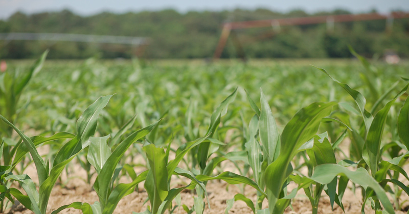 Delaware Agriculture Week — sponsored in part and collaboration with the Delaware Department of Agriculture, University of Delaware Cooperative Extension and Delaware State University Cooperative Extension — supports Delaware’s $9 billion agriculture industry.