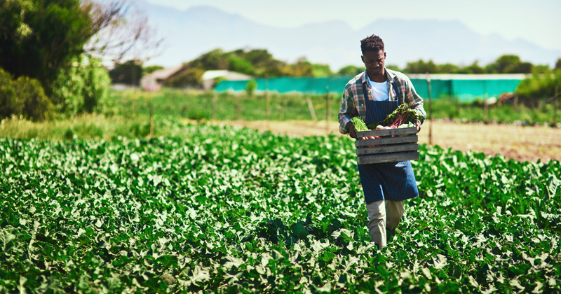 Farmers develop habits and routines. UD Prof. Kent Messer points to a glaring lack of research in convincing farmers not just to adopt conservation practices, but how they become engrained for the long term. 