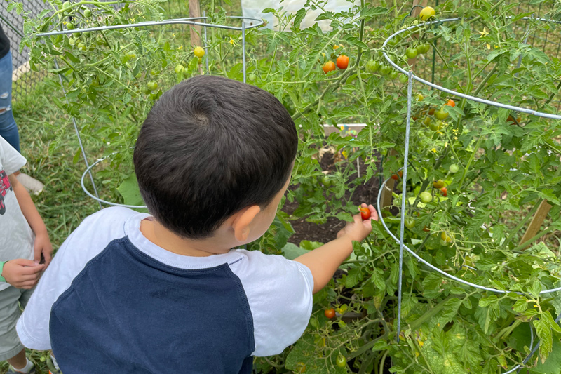 A student from The Early Learning Center helps pick tomatoes.