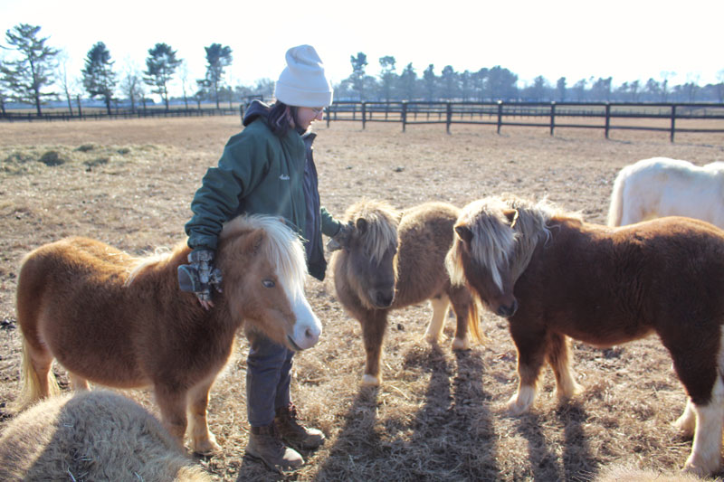 Audrey Keen and miniature horses