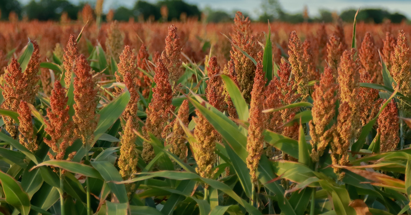 Increased use of sorghum and other drought-tolerant cereal crops could provide better nutrition and more sustainable and resilient agriculture. 
