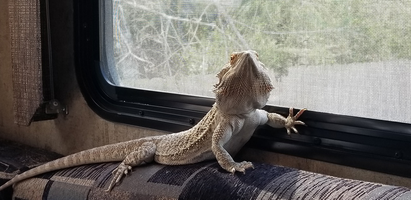 Max is a four-year-old bearded dragon whose 40-gallon terrarium takes up most of the space in the dinette of the Willard family’s recreational trailer, which measures only 23-foot-by-eight-foot.