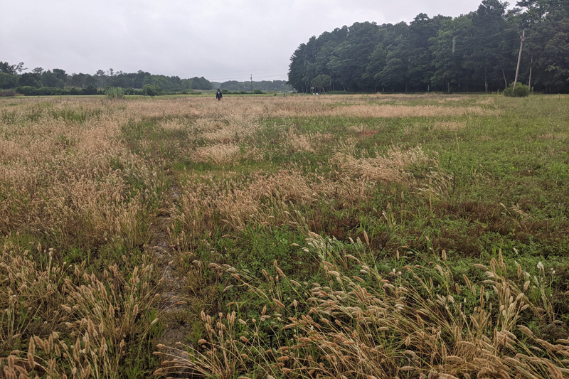 This photo shows how on some farms, the farmers basically abandoned land for farming and instead, wetland or meadow plants are starting to grow in those areas because those plants are better adapted to grow in the salty areas.