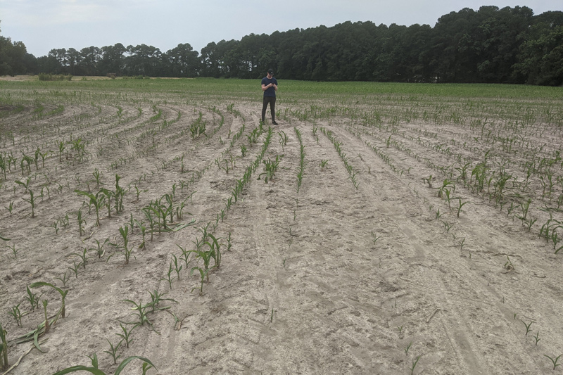Brown farm field with saltwater encroachment. The researchers saved the geolocation, the latitude and longitude of a particular point, where they saw salt patches, unhealthy crops or bare patches in the field. The researchers saved the geolocation, the latitude and longitude of a particular point, where they saw salt patches, unhealthy crops or bare patches in the field.