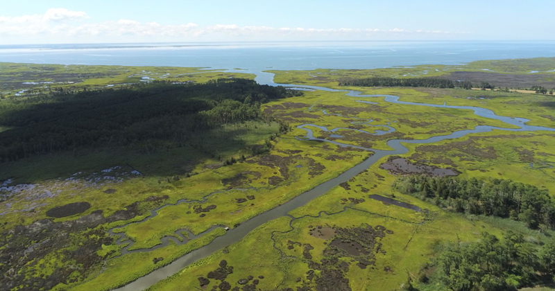 This drone image by  Jarrod Miller, assistant professor in the Department of Plant and Soil Sciences, shows how farms close to estuaries and tidal streams connected to the Chesapeake Bay can be impacted by  saltwater encroachment.  