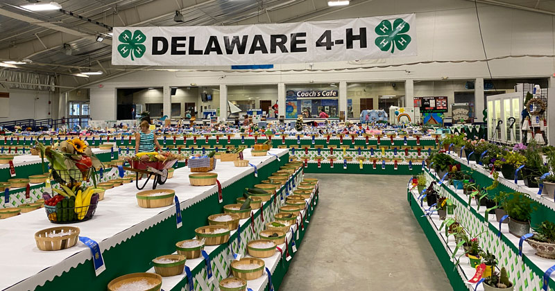 Delaware 4-H displays