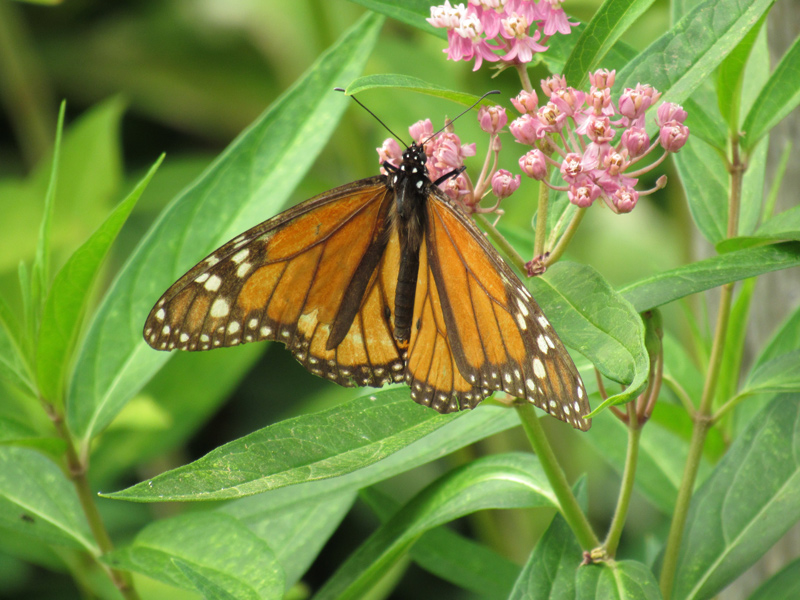 The researchers found positive effects of temperature, which is generally increasing faster in northern latitudes, seems to be counterbalancing the fewer number of monarchs near agricultural sites that use glyphosate, which is used in products such as Roundup.