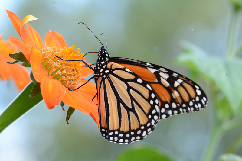 A new research study led by UD’s Michael Crossley titled “Opposing global change drivers counterbalance trends in breeding North American monarch butterflies” published in Global Change Biology on June 10.